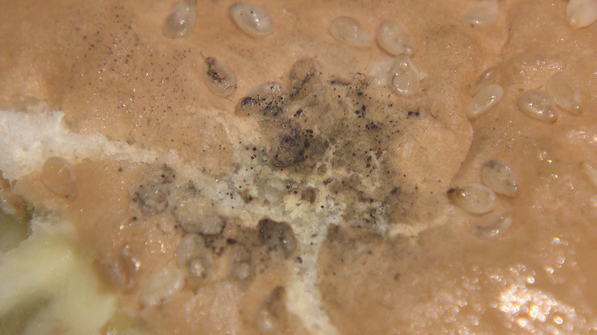 JIBS | 전체 뉴스기사